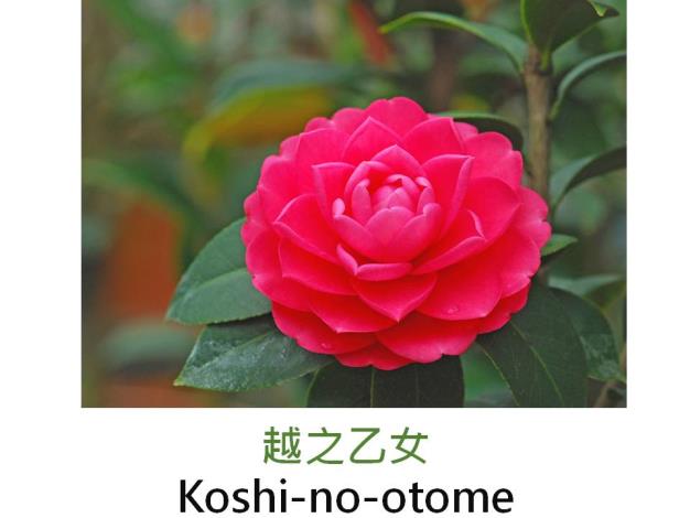 越之乙女Koshi-no-otome.JPG