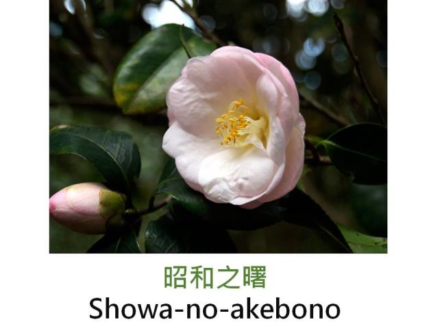 昭和之曙Showa-no-akebono.JPG