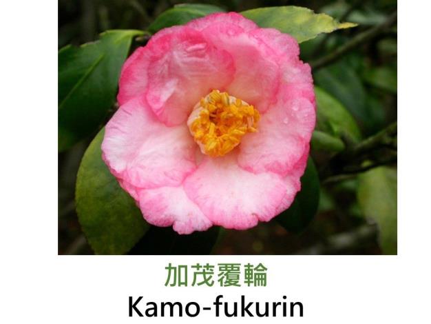 加茂覆輪Kamo-fukurin.JPG