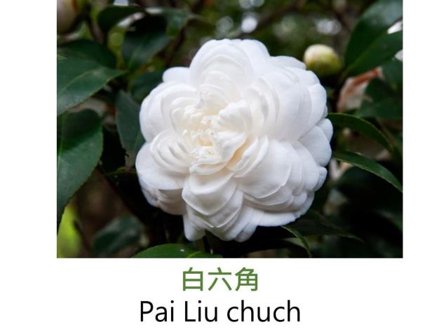 白六角 Pai Liu chuch.JPG