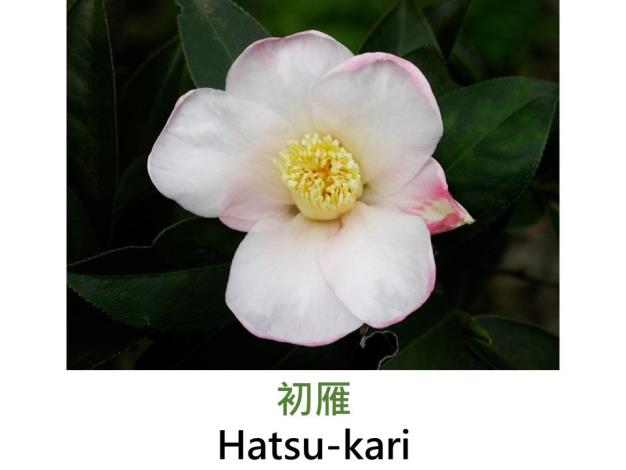 初雁Hatsu-kari.JPG