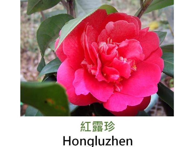 紅露珍Hongluzhen.JPG