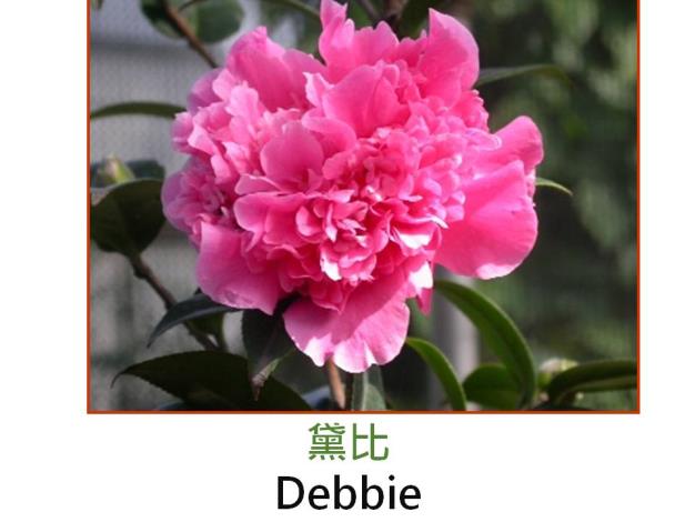 黛比Debbie.JPG