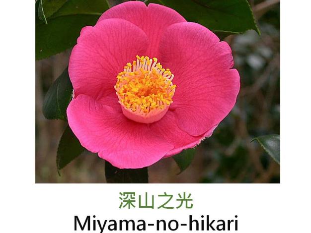 深山之光Miyama-no-hikari.JPG