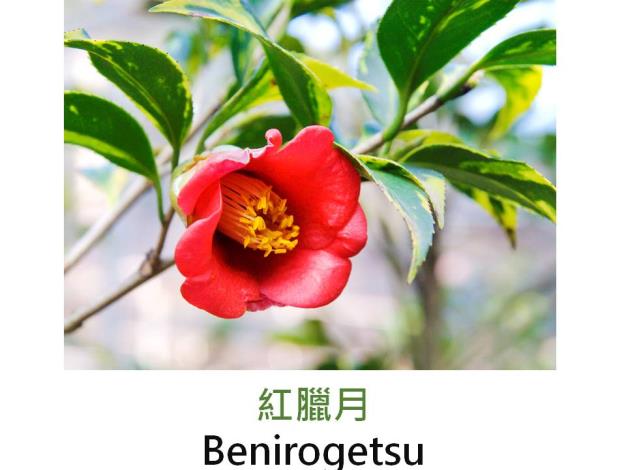 紅臘月Benirogetsu.JPG