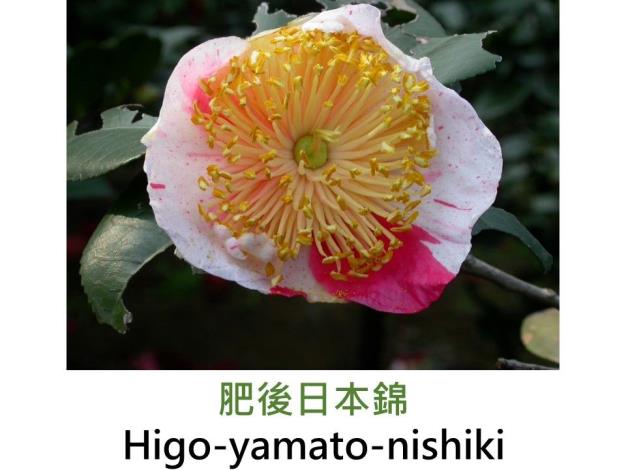 肥後日本錦Higo-yamato-nishiki.JPG