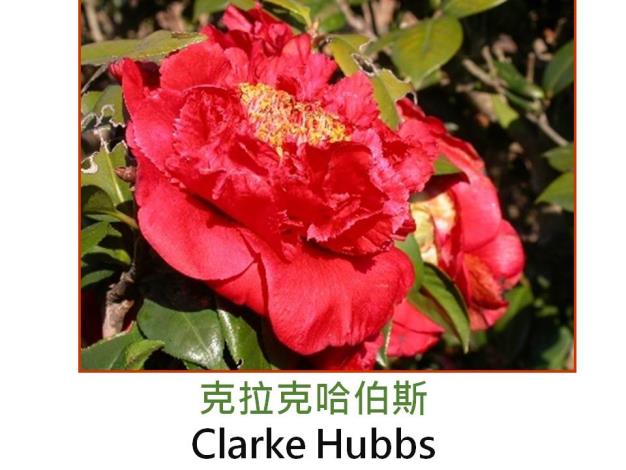 克拉克哈伯斯Clarke Hubbs.JPG