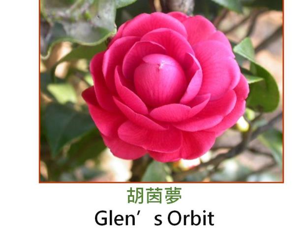 胡茵夢Glen’s Orbit.JPG