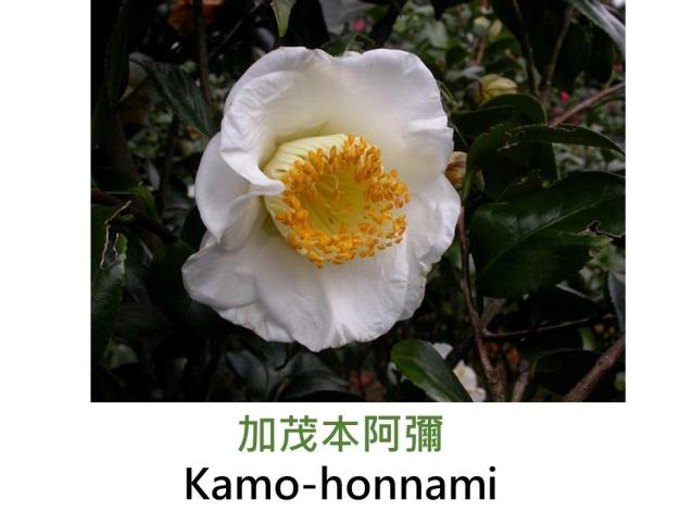 加茂本阿彌Kamo-honnami.JPG