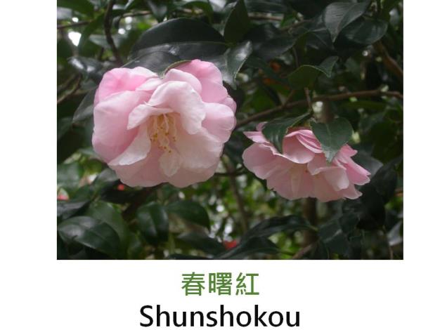 春曙紅Shunshokou.JPG