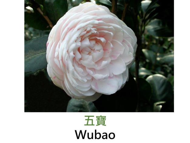 五寶Wubao