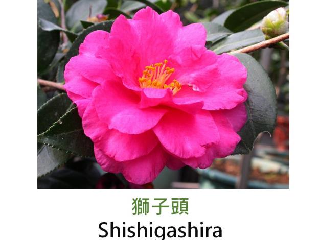 獅子頭Shishigashira.JPG