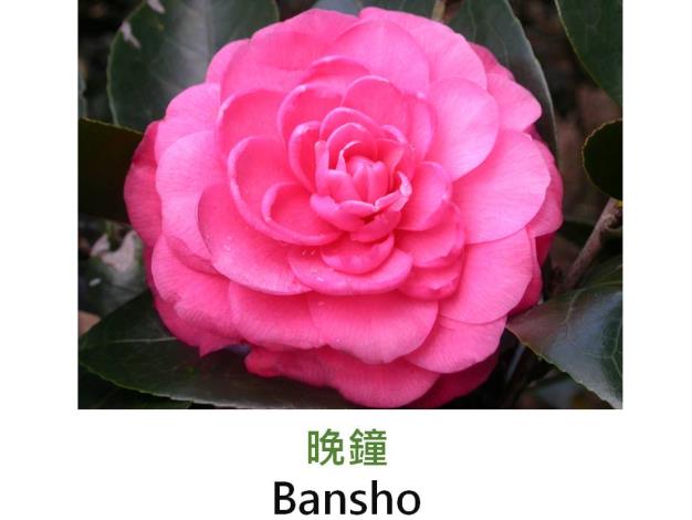 晚鐘Bansho.JPG