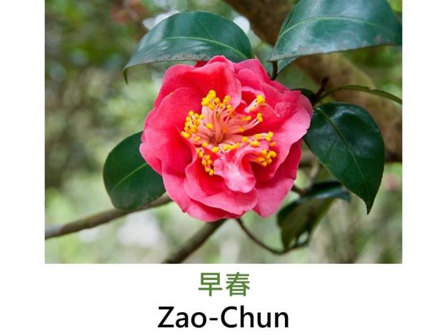 早春Zao-Chun.JPG