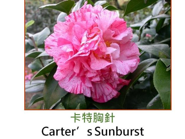 卡特胸針Carter’s Sunburst.JPG