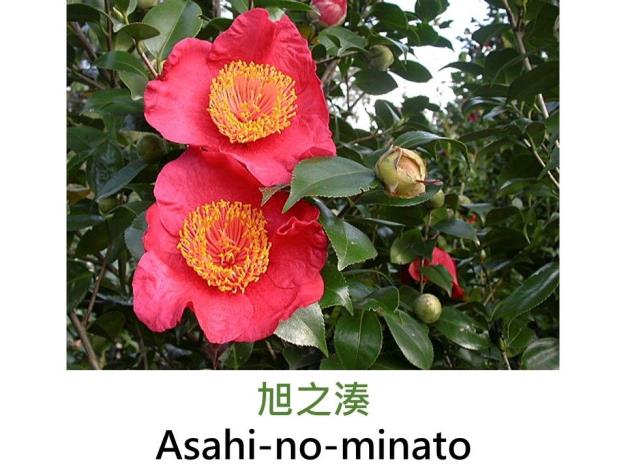 旭之湊Asahi-no-minato.JPG