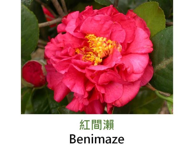 紅間瀨Benimaze.JPG