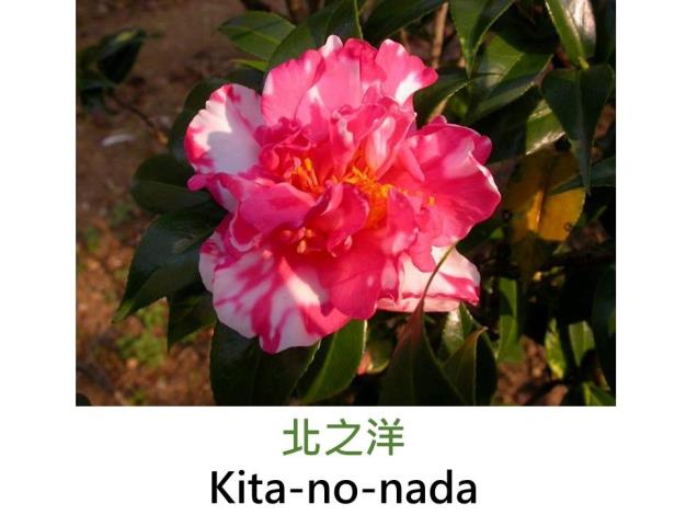 北之洋Kita-no-nada.JPG