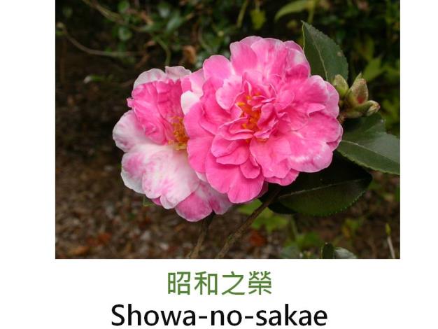 昭和之榮Showa-no-sakae.JPG