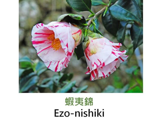 蝦夷錦Ezo-nishiki.JPG