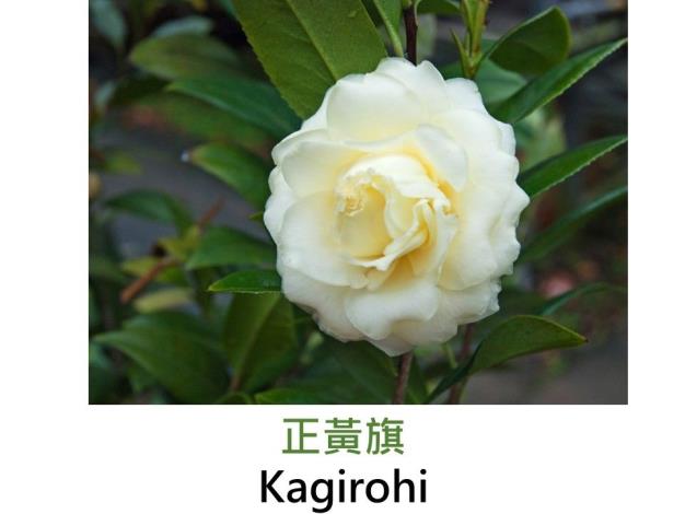 正黃旗Kagirohi.JPG