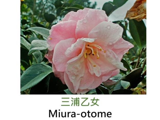 三浦乙女Miura-otome.JPG