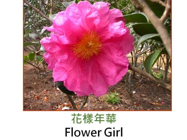 花樣年華Flower Girl.JPG