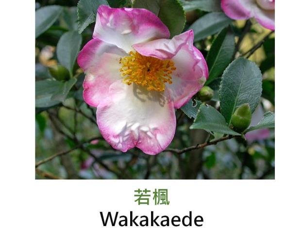 若楓Wakakaede.JPG