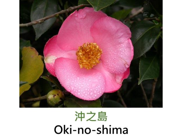 沖之島Oki-no-shima.JPG