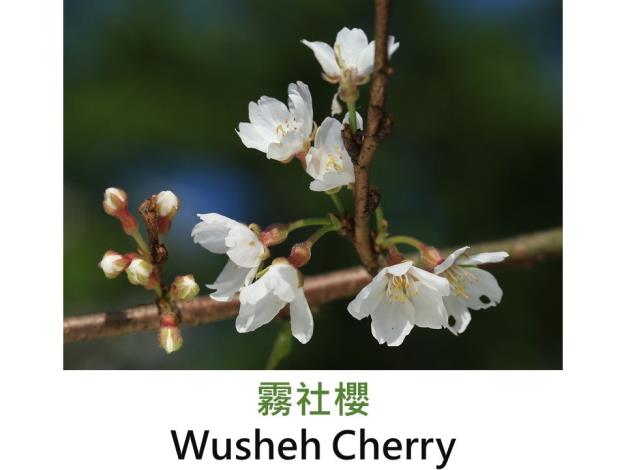 霧社櫻 Wusheh Cherry.JPG