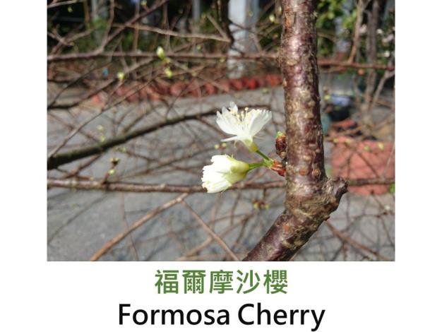 福爾摩沙櫻 Formosa Cherry.JPG