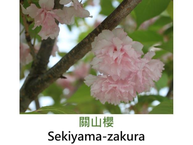 關山櫻 Sekiyama-zakura.JPG