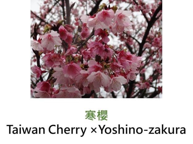 寒櫻 Taiwan Cherry ×Yoshino-zakura.JPG