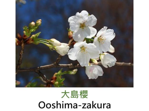 大島櫻 Ooshima-zakura.JPG