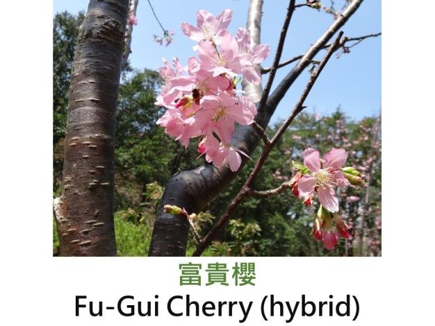 富貴櫻Fu-Gui Cherry (hybrid).JPG