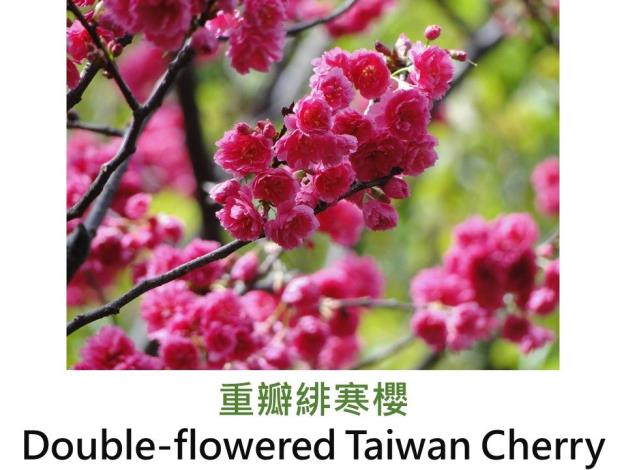 重瓣緋寒櫻Double-flowered Taiwan Cherry.JPG