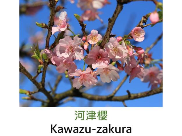 河津櫻 Kawazu-zakura.JPG