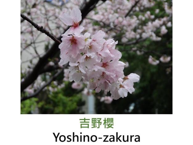 吉野櫻 Yoshino-zakura.JPG