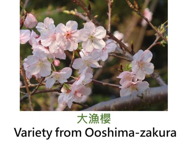 大漁櫻Variety from Ooshima-zakura.JPG