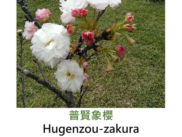 普賢象櫻 Hugenzou-zakura.JPG