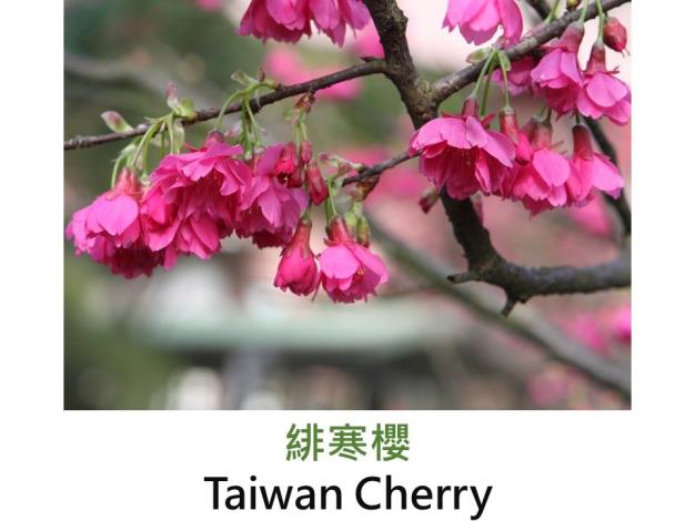 緋寒櫻 Taiwan Cherry.JPG