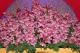 Cymbidium hookerianum-2