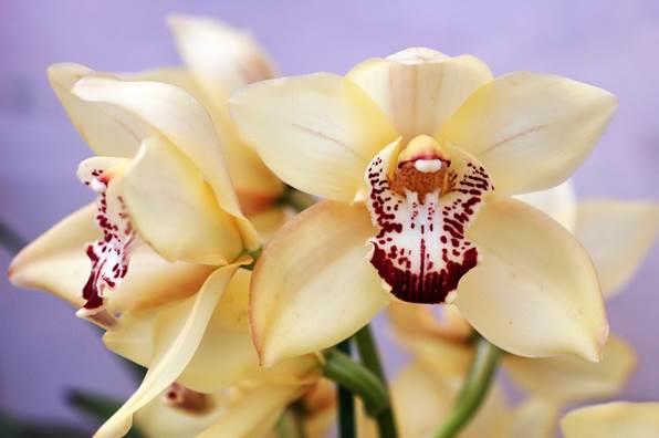 Cymbidium hookerianum