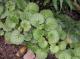 Saxifraga stolonifera Meerb