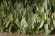 Sansevieria