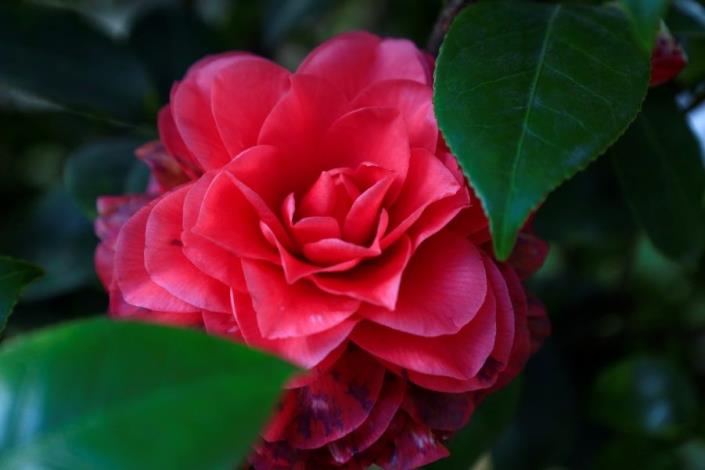 camellia02