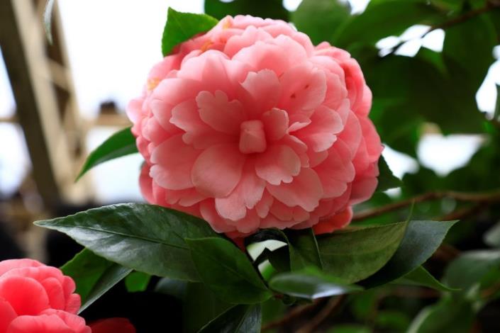 camellia03