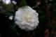 camellia04