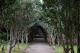 Camellia Tunnel01