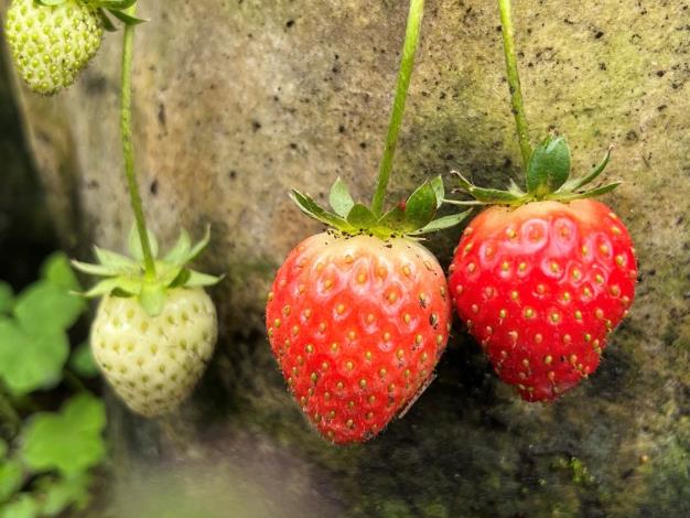 衛工處田園基地作物-草莓